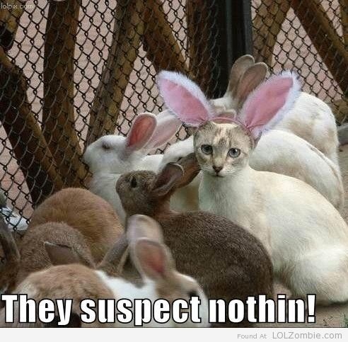 friday-bunnies-cat
